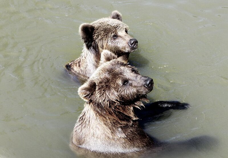 Two Brown Bears in Water
