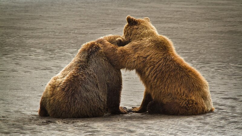 Two Brown Bears Interacting