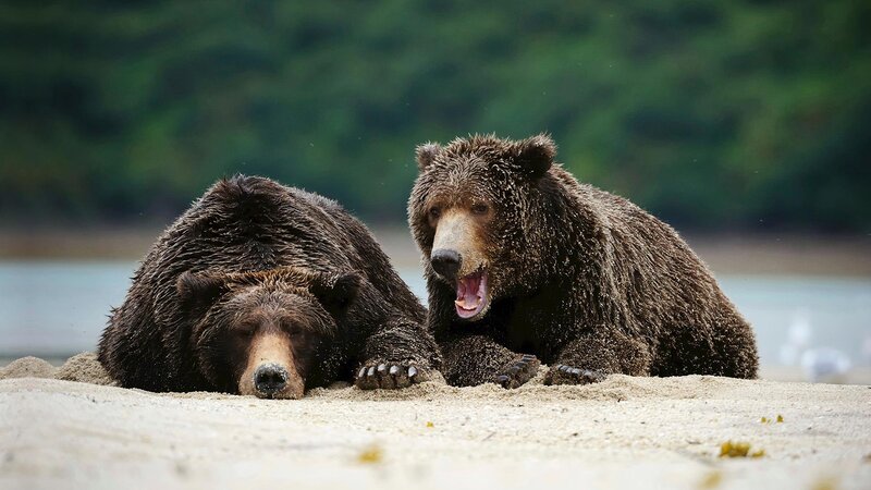 Two Brown Bears — Natural, Afternoon