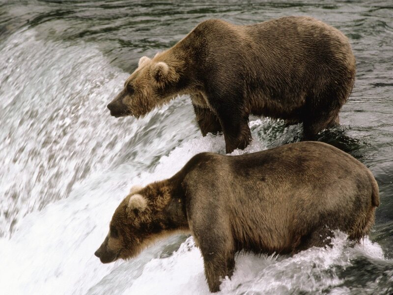 Two Brown Bears — Natural, Photograph, River