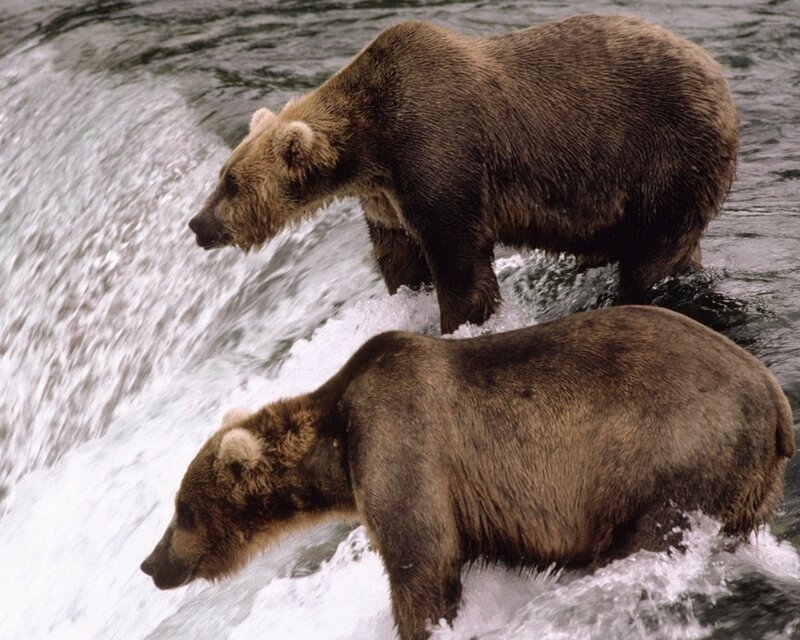 Two Brown Bears — Natural, Photograph, River, Waterfall