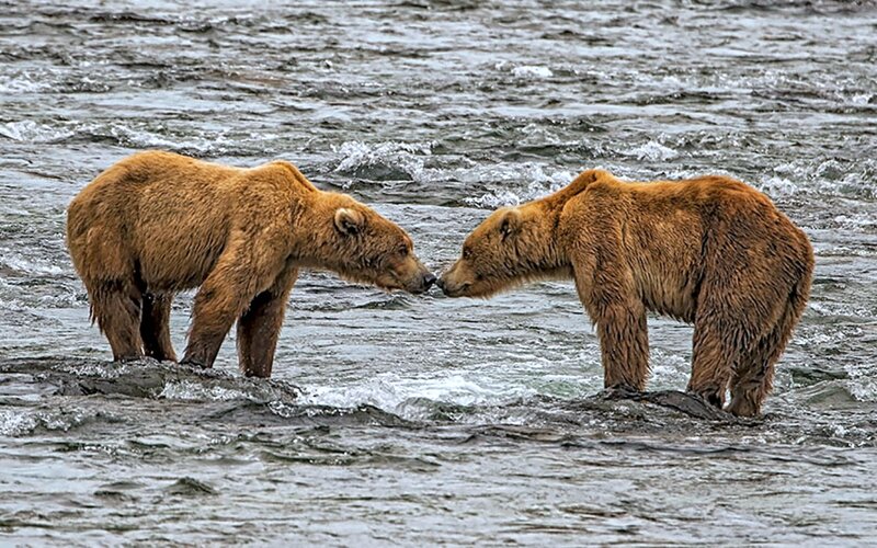 Two Brown Bears — Natural, Photograph
