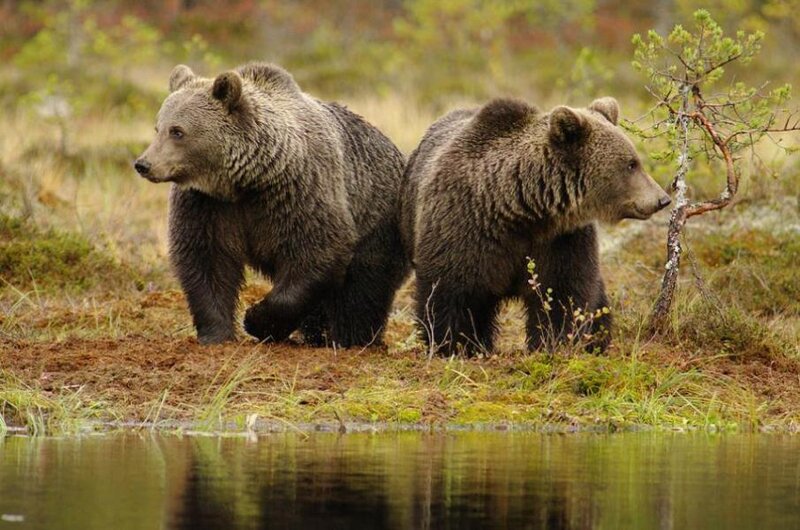 Two Brown Bears — Natural