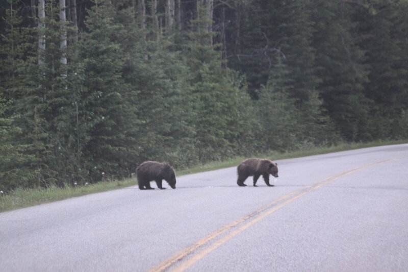 Two Brown Bears on Road