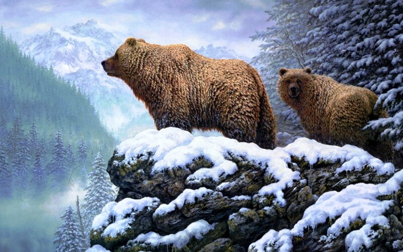 Two Brown Bears on Rock — Serene