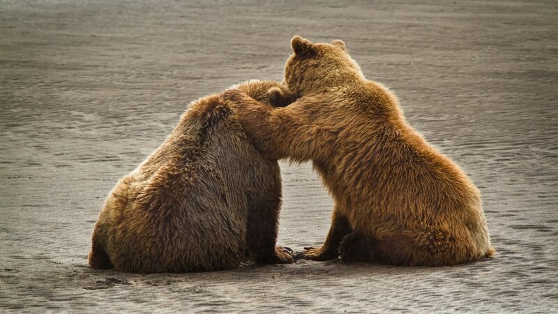 Two Brown Bears Playing — Playful, Photograph