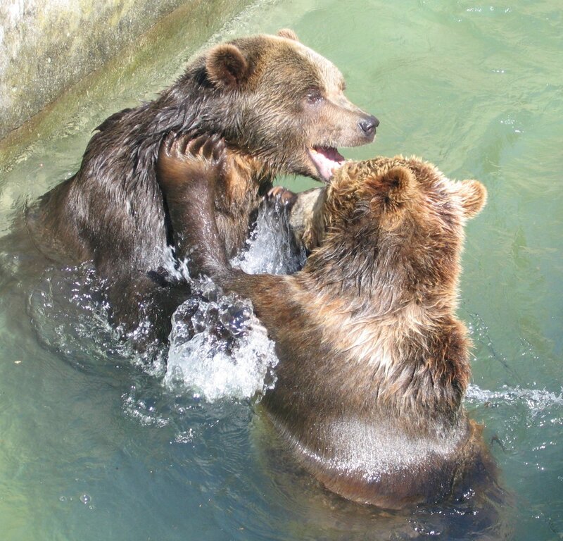 Two Brown Bears Playing