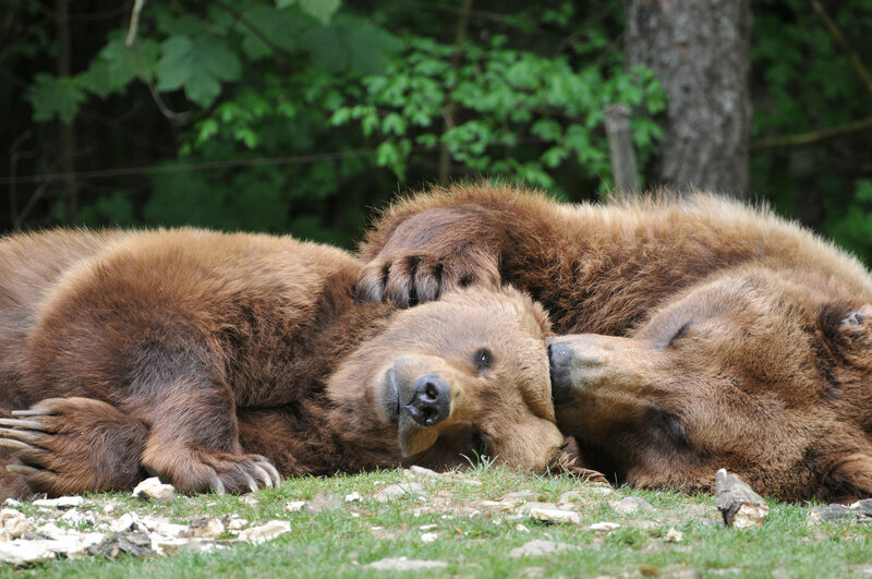 Two Brown Bears Resting