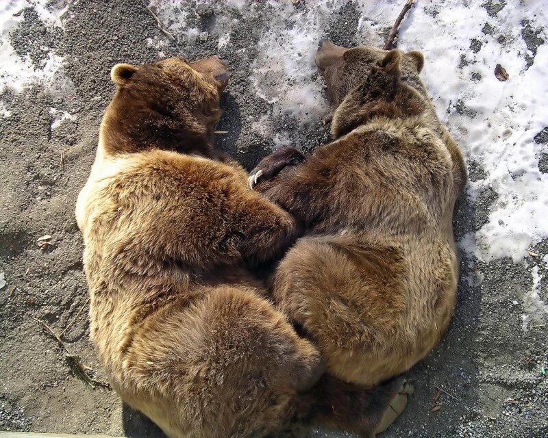 Two Brown Bears Sleeping — Calm