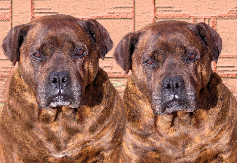 two brown brindle dogs