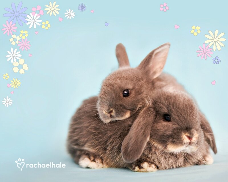 Two Brown Bunnies — Blue