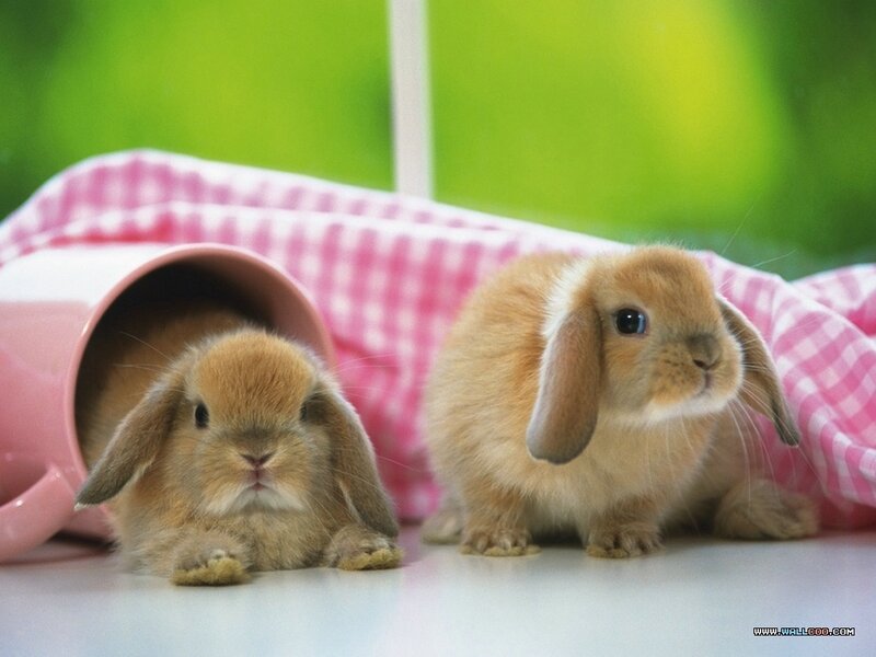 Two Brown Bunnies — Calm