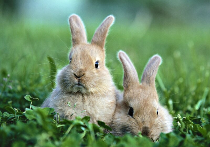 Two Brown Bunnies — Green, Calm, Afternoon