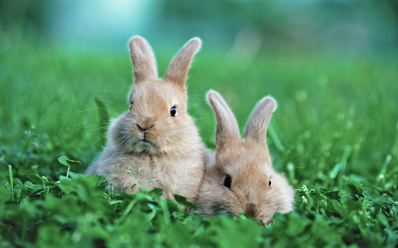 Two Brown Bunnies — Green, Calm