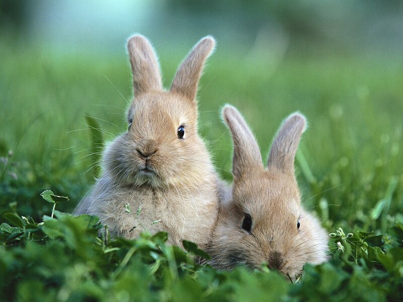 Two Brown Bunnies — Green