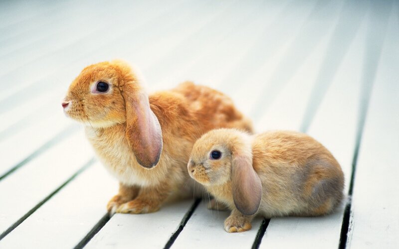 Two Brown Bunnies