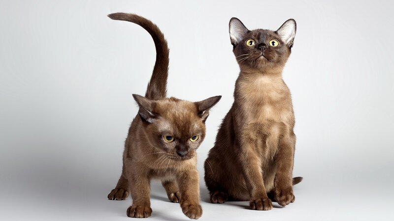Two Brown Burmese Cats
