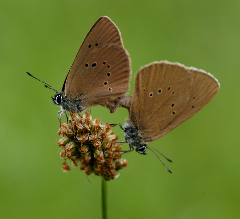 Two Brown Butterflies