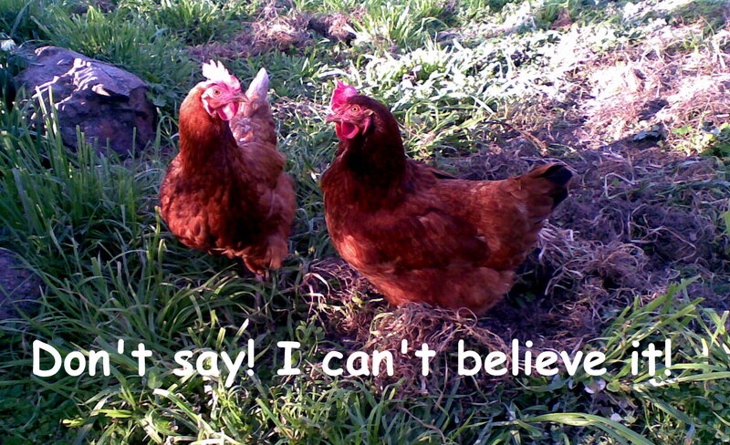 Two Brown Chickens