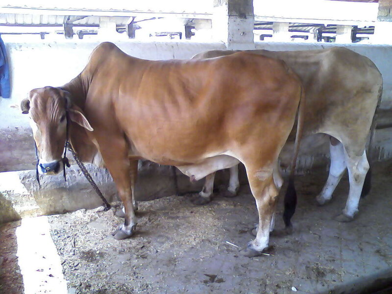 Two brown cows in a barn