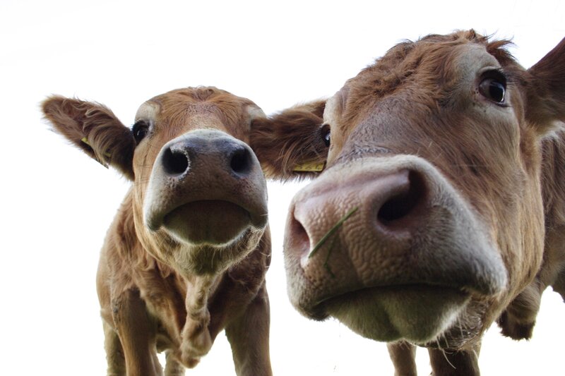 Two Brown Cows