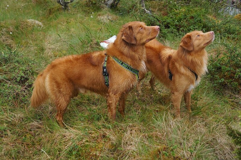 Two Brown Dogs in Grass