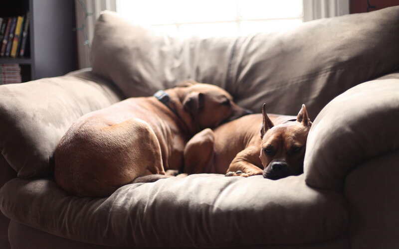 Two Brown Dogs on Couch — Calm