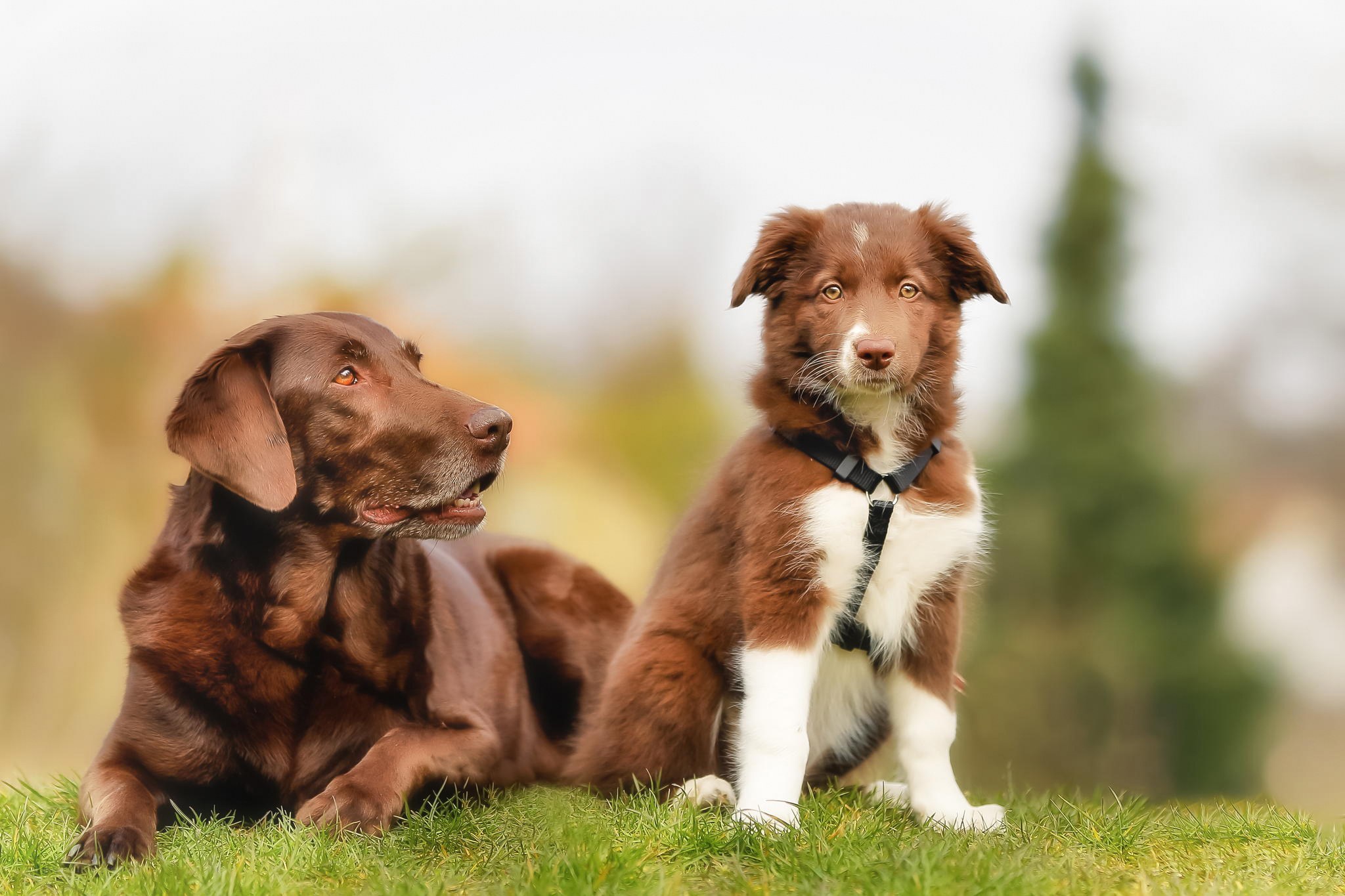 Two brown dogs on grass
