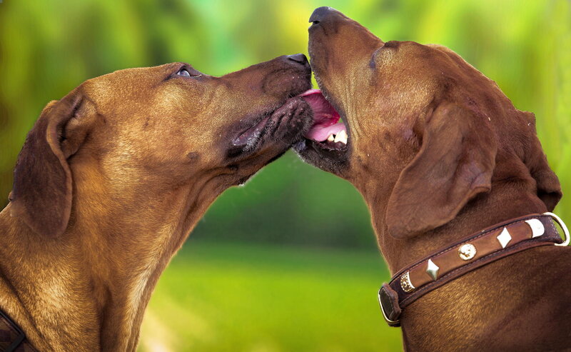 Two Brown Dogs Playing