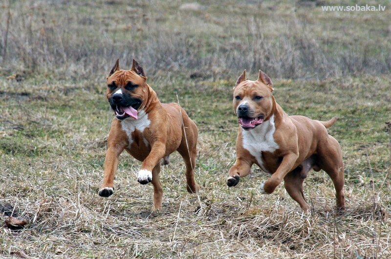 Two Brown Dogs Running — Active