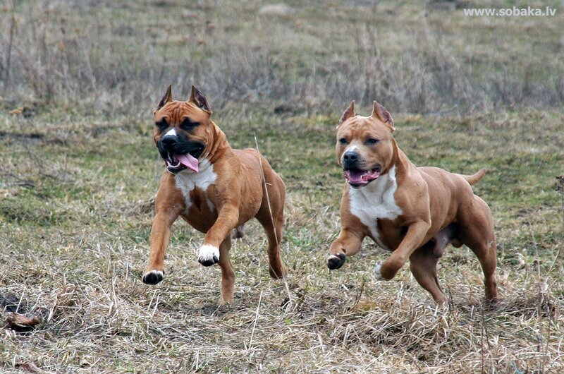Two Brown Dogs Running