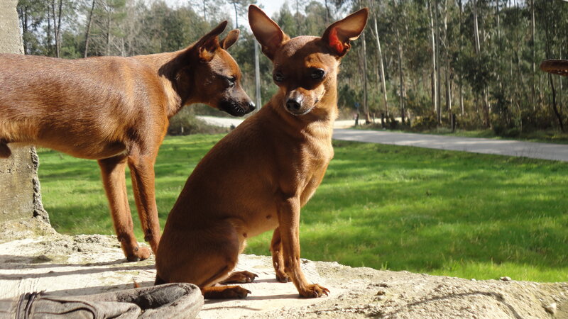 Two Brown Dogs