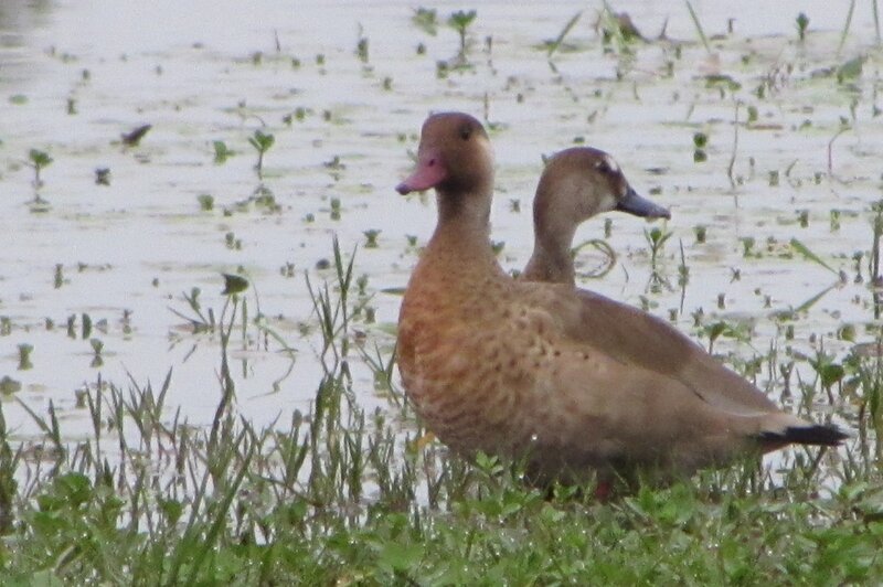 Two Brown Ducks — Calm