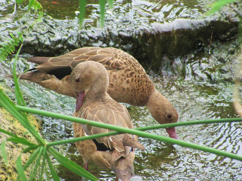 Two Brown Ducks