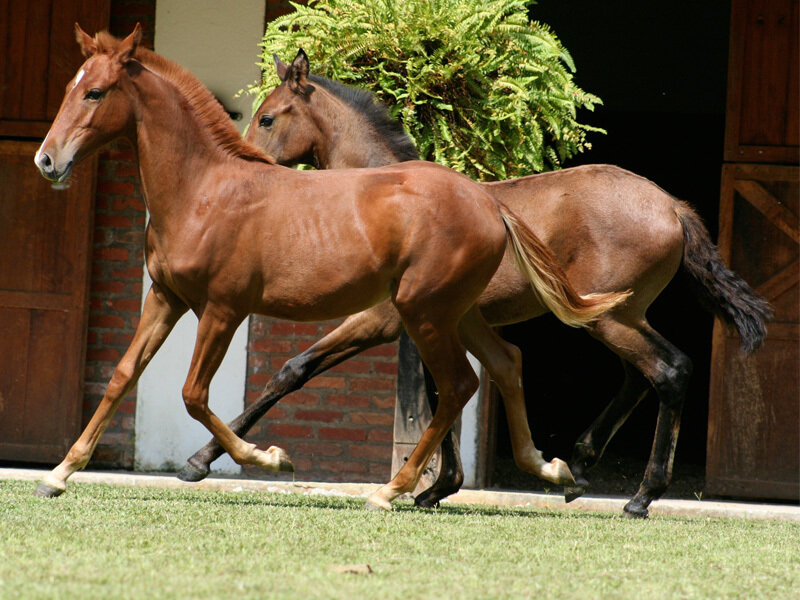 Two Brown Foals Running