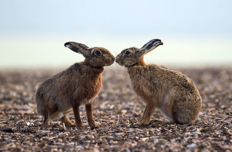 Two Brown Hares
