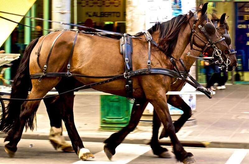 Two Brown Horses — Active