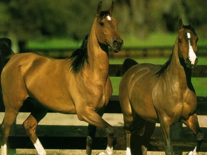 Two Brown Horses — Calm, Afternoon, Photograph, Fence, Grass