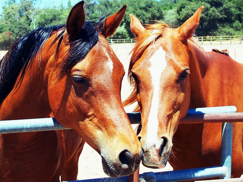 Two Brown Horses — Calm, Afternoon, Photograph, Fence