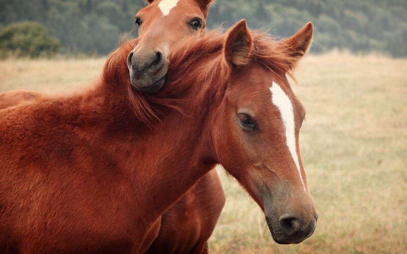 Two Brown Horses — Calm, Afternoon, Photograph, Field, Trees
