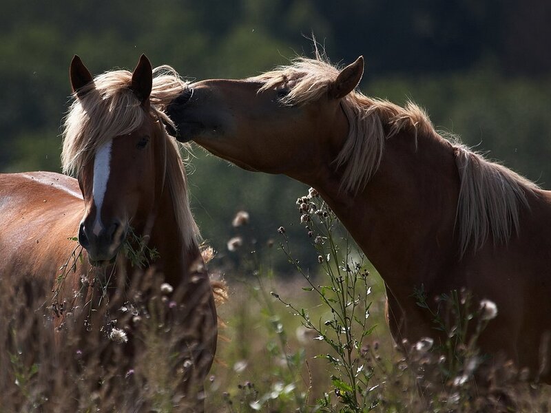 Two Brown Horses — Calm, Afternoon, Photograph, Grass, Field, Plants