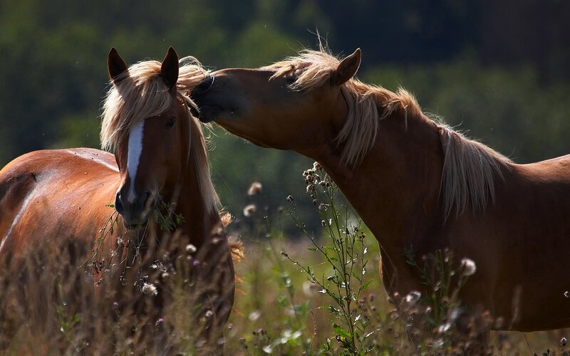 Two Brown Horses — Calm, Afternoon, Photograph, Grass