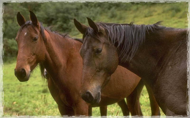 Two Brown Horses — Calm, Afternoon, Photograph, Grass, Trees