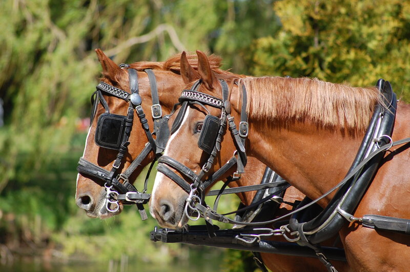 Two Brown Horses — Calm, Afternoon, Photograph, Harnesses