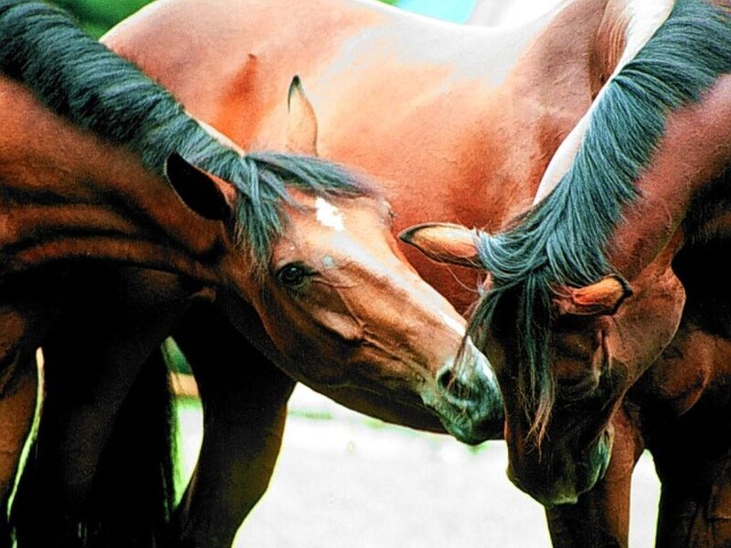 Two Brown Horses — Calm, Afternoon, Photograph, Mane