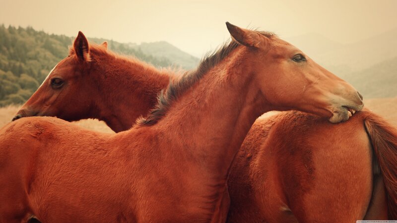 Two Brown Horses — Calm, Afternoon, Photograph, Mountains