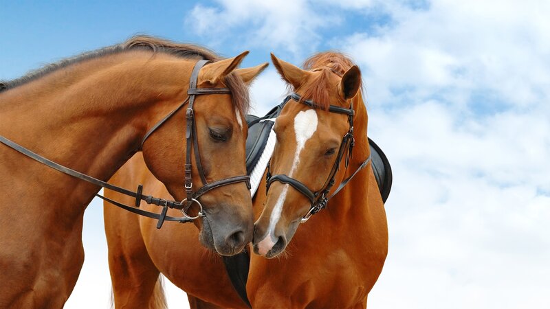 Two Brown Horses — Calm, Afternoon, Photograph, Sky