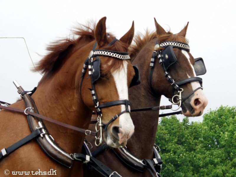 Two Brown Horses — Calm, Afternoon, Photograph