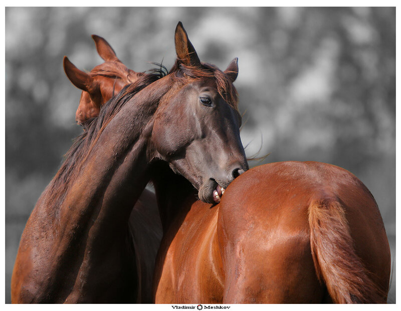 Two Brown Horses — Calm, Afternoon, Photograph, Trees, Black