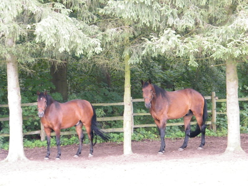 Two Brown Horses — Calm, Afternoon, Photograph, Trees, Fence